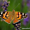 Painted Lady