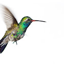 Broadbill Hummingbird