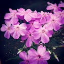 Purple phlox