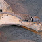 Collared Lizard