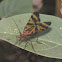 Scorpionfly