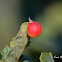 Gall