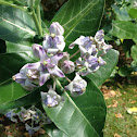 Crown Flower
