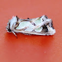 Green Blotched Moth