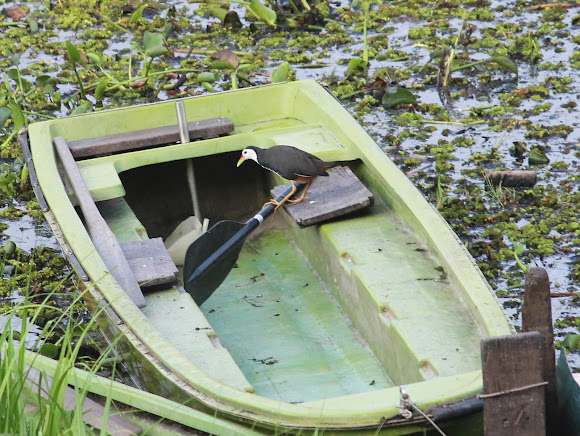 Spotting Image 1