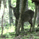 White-Tailed Deer