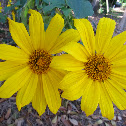 Mexican Sunflower