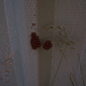 Spider Nest Hatching