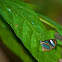 Blue Transparent Butterfly