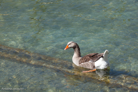 Spotting Image 1