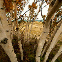 Paper Birch