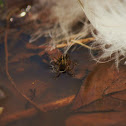 water spider