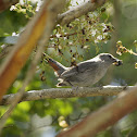 Gray Catbird