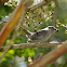 Gray Catbird