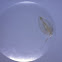 water flea