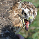 Red-tailed Hawk