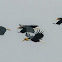 Wreathed Hornbill