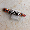 Lily moth caterpillar