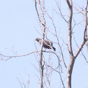 Broad-Winged Hawk