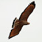 Savanna Hawk