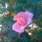 pink rose