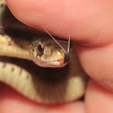 Eastern Garter Snake