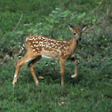 Eastern White-tailed Deer (fawns)