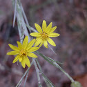 Narrowleaf Silkgrass