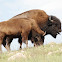 American bison