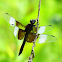 Widow Skimmer