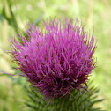 Spear Thistle