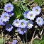 Gentiana marginata 膜邊龍膽