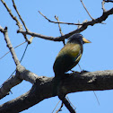 Great Barbet