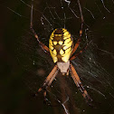 Yellow Garden Spider