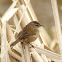 Marsh Wren