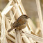 Marsh Wren