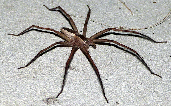 Spotting Image 1