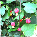 Sininho, trailing abutilon