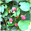 Sininho, trailing abutilon