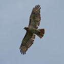Red-tailed Hawk
