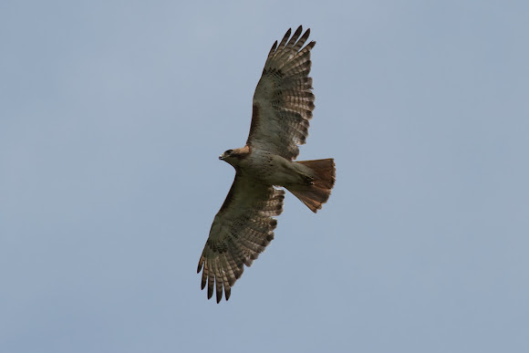 Spotting Image 1