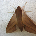Levant Hawk Moth