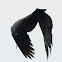 Hadeda Ibis