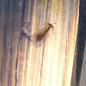 dragonfly nymph