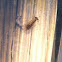 dragonfly nymph