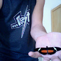 Longwing Butterfly
