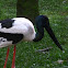 Black-necked Stork