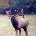 Elk
