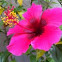 Hibiscus