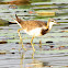 Pheasant tailed jacana (Juvenile)